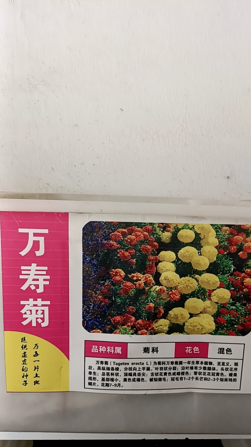 花种子万寿菊种子臭芙蓉万寿灯蜂窝菊臭菊花蝎子菊金菊花春夏