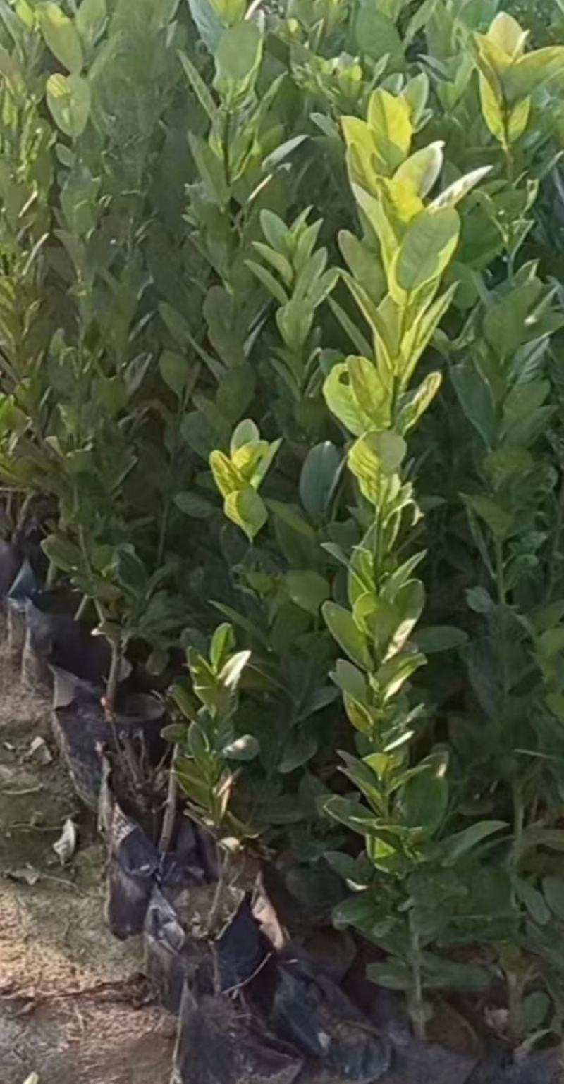 广东无籽香水柠檬苗