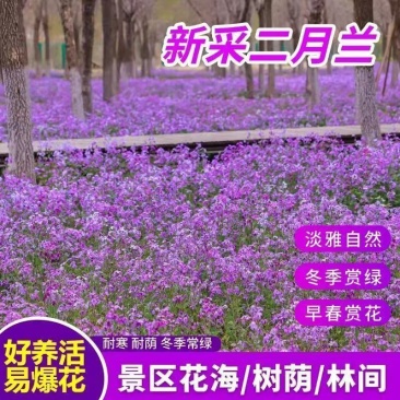 二月兰花种子四季种易活二月兰花籽多年生宿根诸葛菜种子耐阴