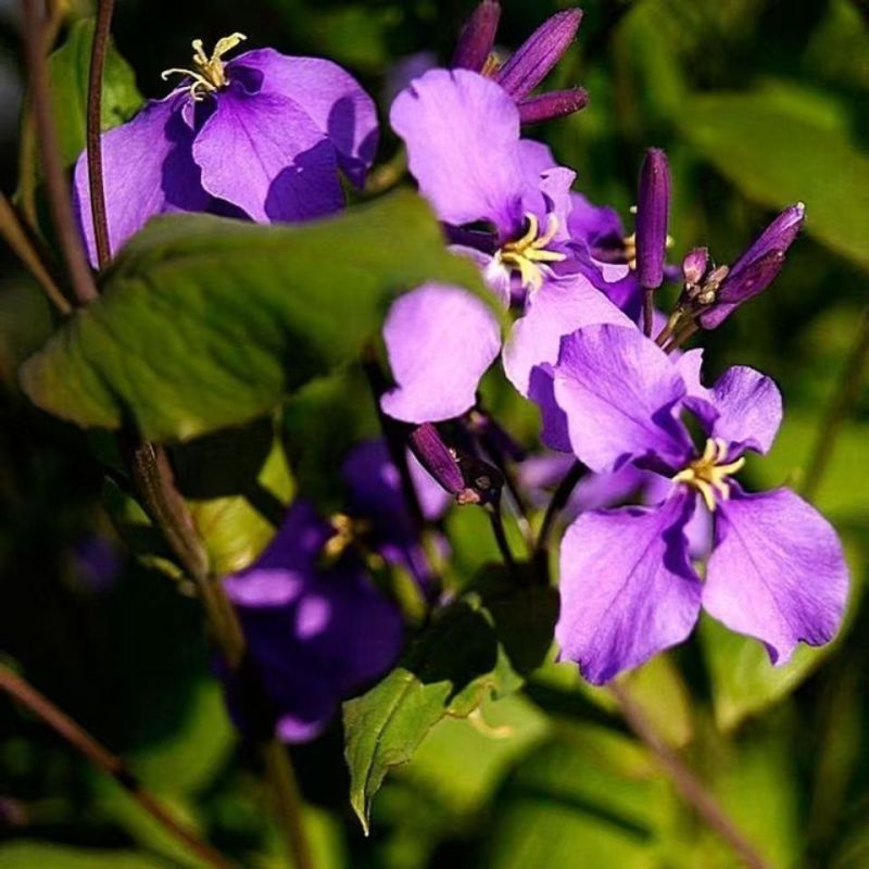 二月兰花种子四季种易活二月兰花籽多年生宿根诸葛菜种子耐阴