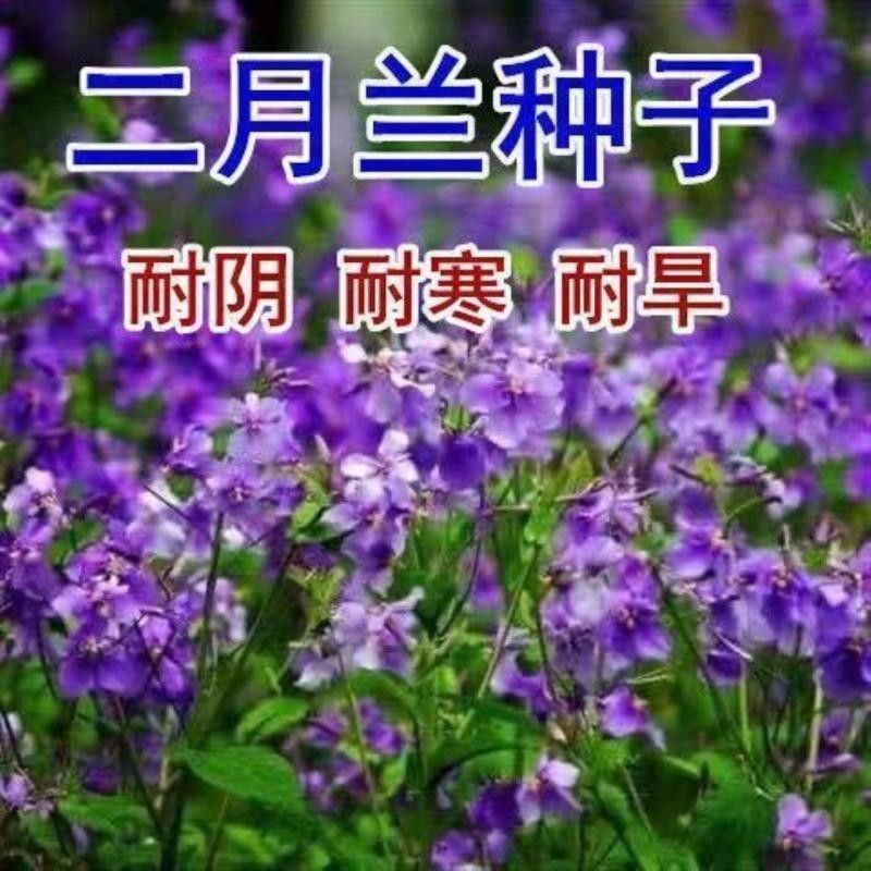 二月兰花种子四季种易活二月兰花籽多年生宿根诸葛菜种子耐阴