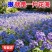 二月兰花种子四季种易活二月兰花籽多年生宿根诸葛菜种子耐阴
