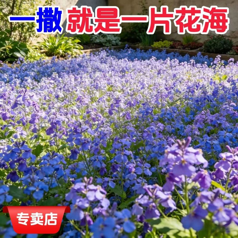 二月兰花种子四季种易活二月兰花籽多年生宿根诸葛菜种子耐阴