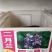 二月兰花种子四季种易活二月兰花籽多年生宿根诸葛菜种子耐阴