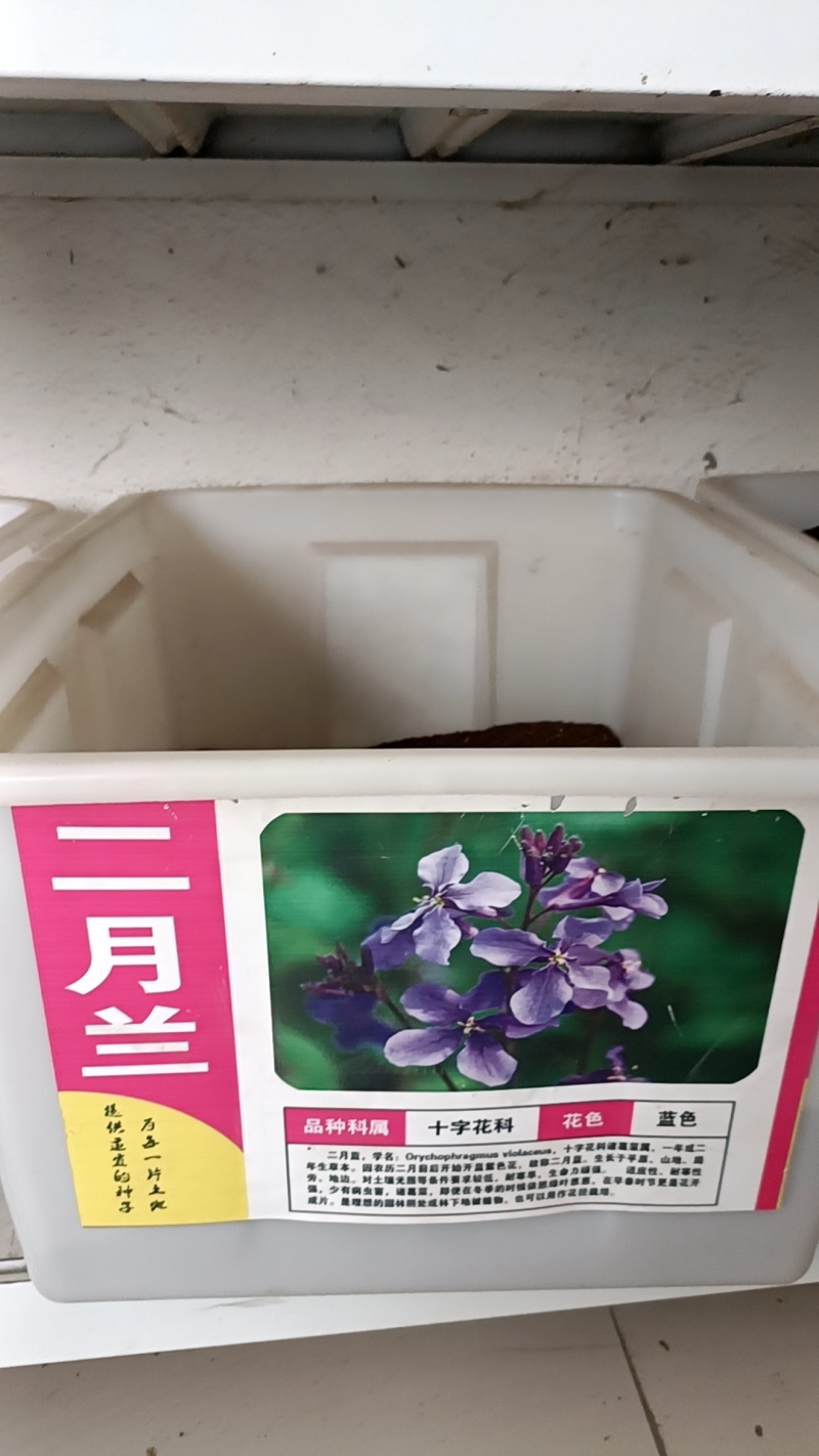 二月兰花种子四季种易活二月兰花籽多年生宿根诸葛菜种子耐阴