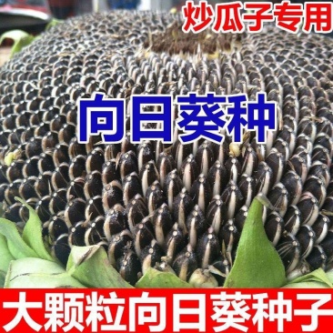 观赏玩具向日葵种子春夏四季播大瓜籽盆栽蔬菜葵花籽高产