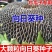 观赏玩具向日葵种子春夏四季播大瓜籽盆栽蔬菜葵花籽高产