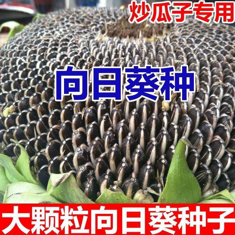 观赏玩具向日葵种子春夏四季播大瓜籽盆栽蔬菜葵花籽高产