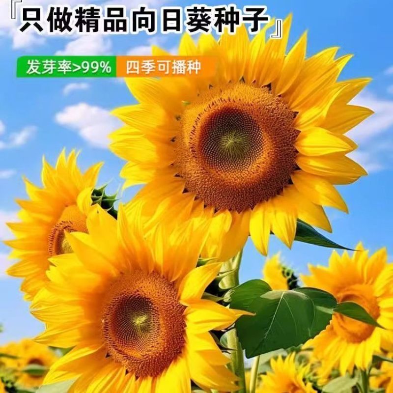 观赏玩具向日葵种子春夏四季播大瓜籽盆栽蔬菜葵花籽高产