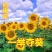 观赏玩具向日葵种子春夏四季播大瓜籽盆栽蔬菜葵花籽高产