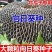观赏玩具向日葵种子春夏四季播大瓜籽盆栽蔬菜葵花籽高产