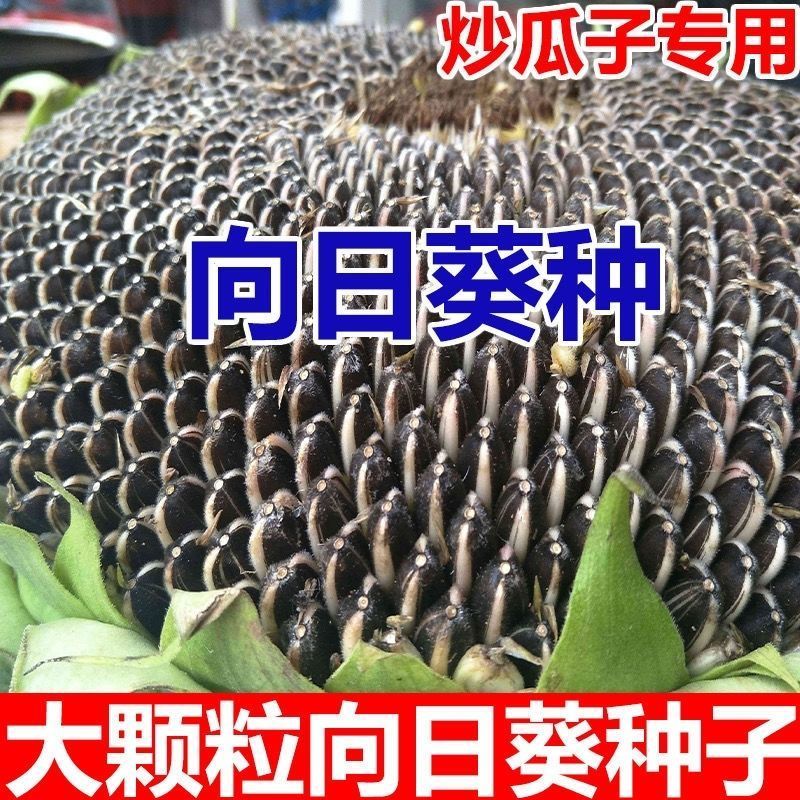 观赏玩具向日葵种子春夏四季播大瓜籽盆栽蔬菜葵花籽高产