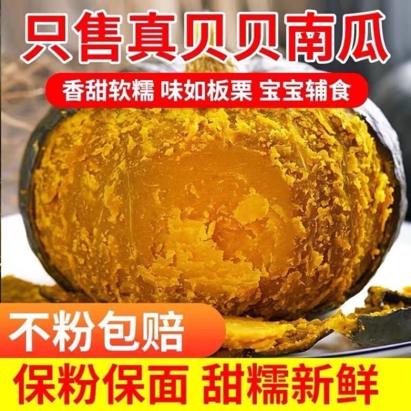 贝贝南瓜粉糯香甜低脂宝宝老人辅食一件代发