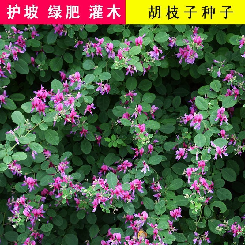 胡枝子种子护坡灌木美丽胡枝子二色胡枝子花卉林木截叶胡枝子
