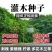 胡枝子种子护坡灌木美丽胡枝子二色胡枝子花卉林木截叶胡枝子