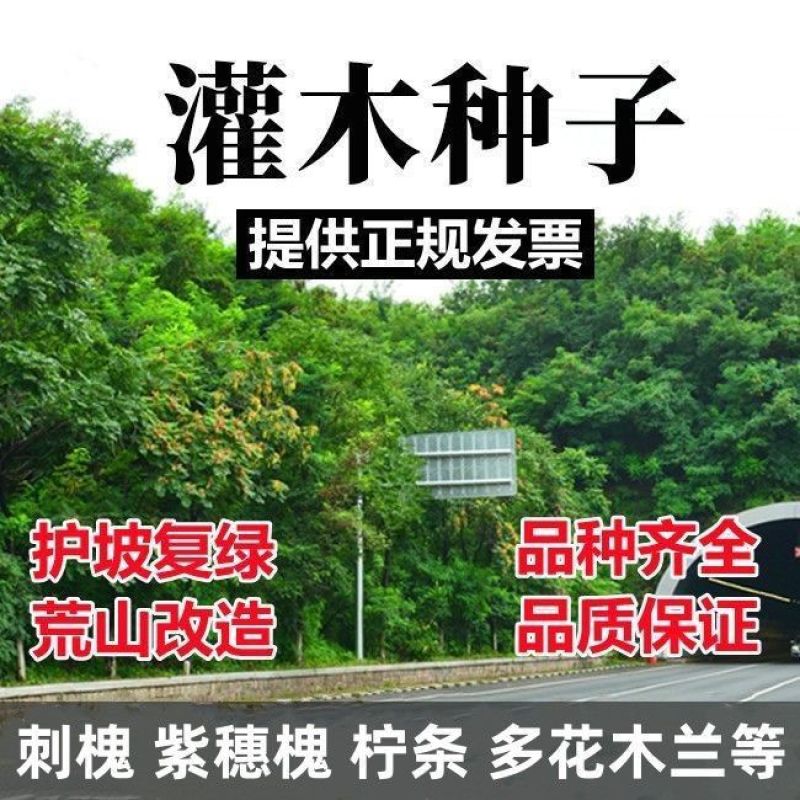 胡枝子种子护坡灌木美丽胡枝子二色胡枝子花卉林木截叶胡枝子