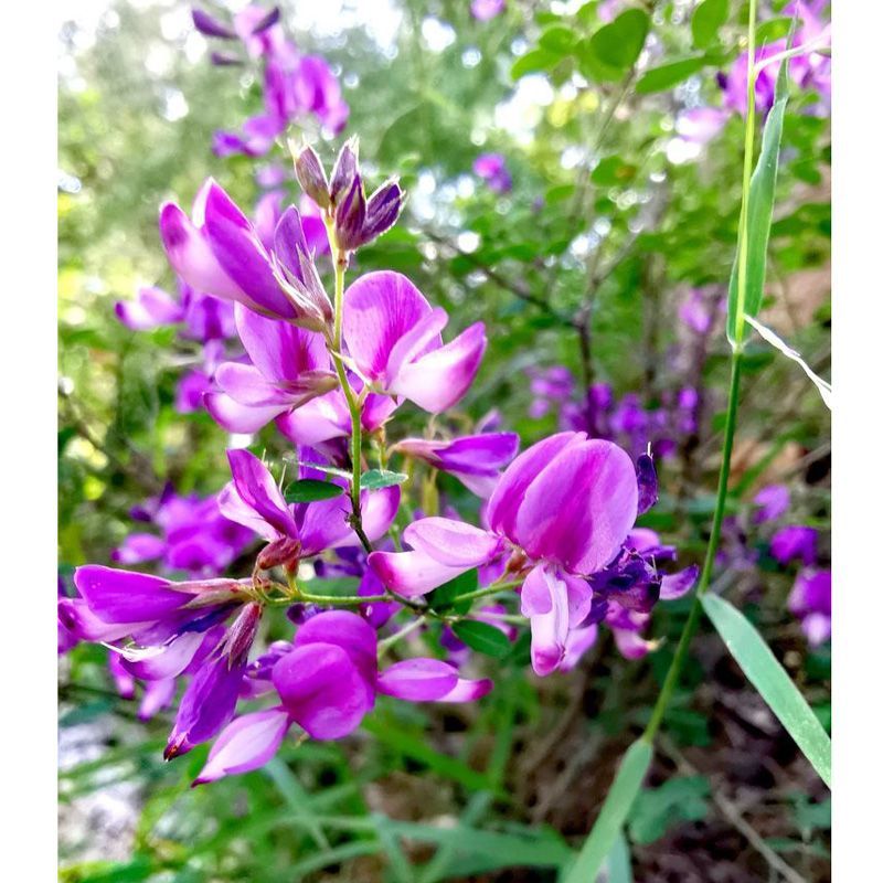 胡枝子种子护坡灌木美丽胡枝子二色胡枝子花卉林木截叶胡枝子