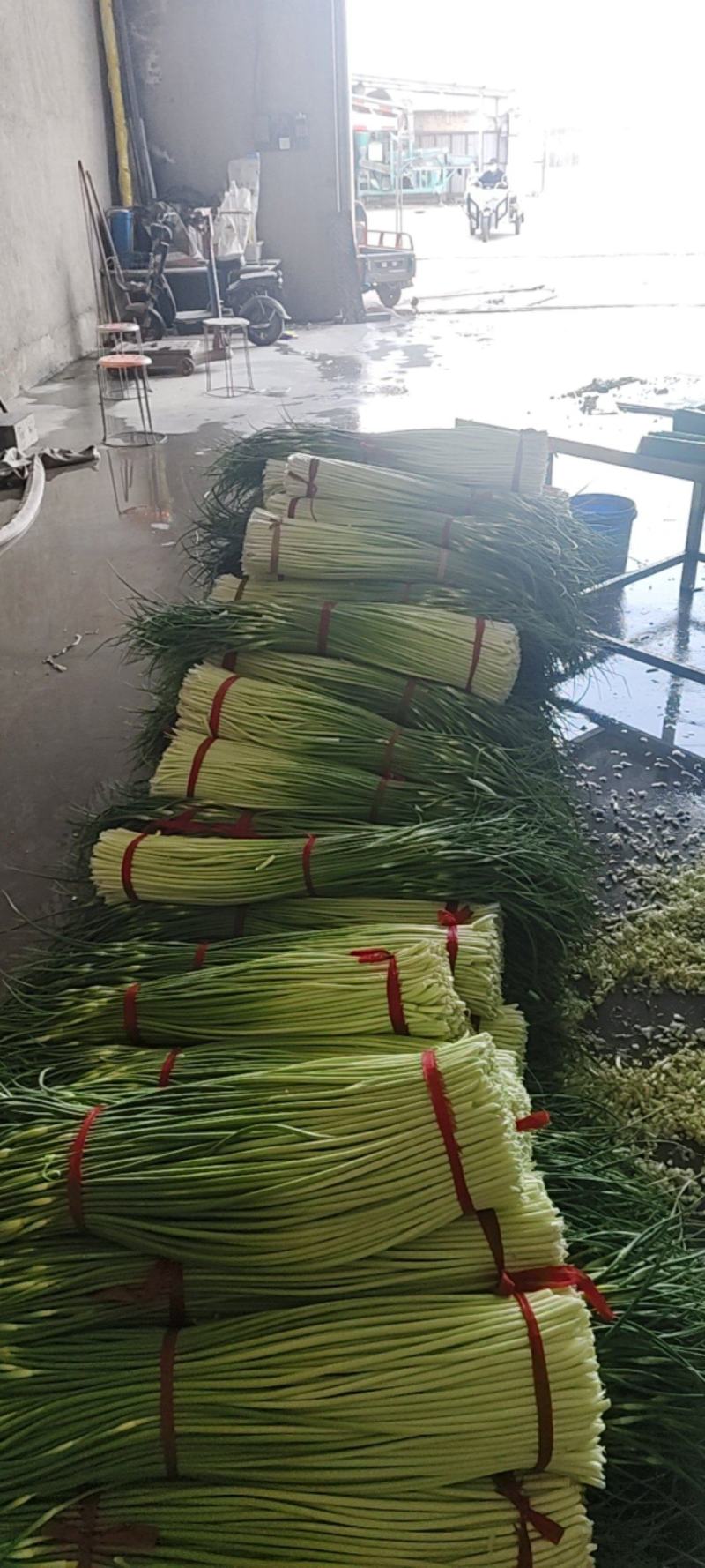 白帽蒜薹