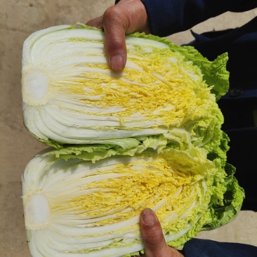 精品黄心大白菜已大量上市