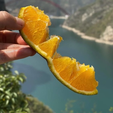 秭归脐橙