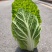 精品黄心大白菜已大量上市