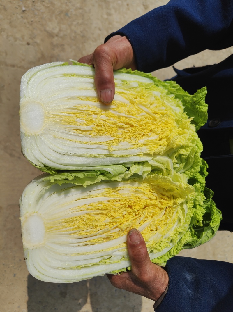 精品黄心大白菜已大量上市