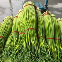 蒜苔白帽蒜薹现摘现发新鲜脆嫩产地直供欢迎来电