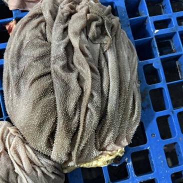 牛百叶重庆牛毛肚火锅专用无泡水纯干地板去油