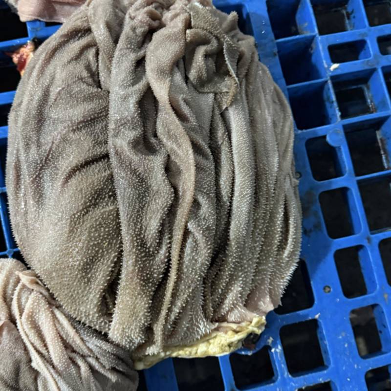 牛百叶重庆牛毛肚火锅专用无泡水纯干地板去油