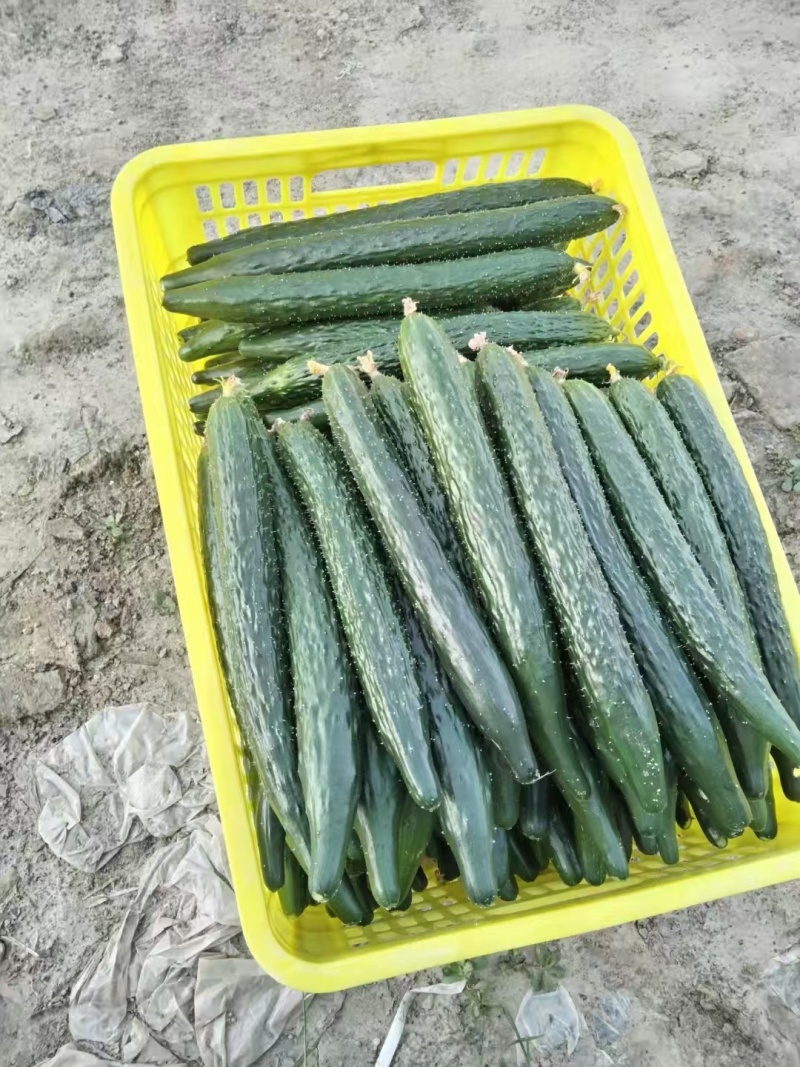 精品黄瓜