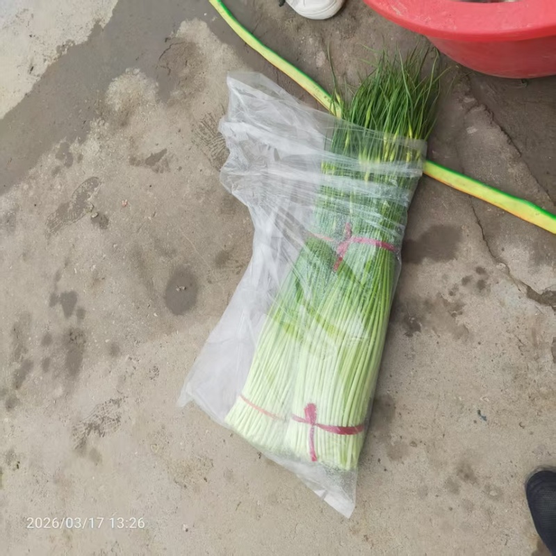 蒜苔白帽蒜薹现摘现发新鲜脆嫩产地直供欢迎来电