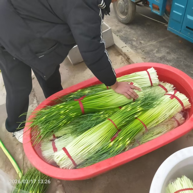 蒜苔白帽蒜薹现摘现发新鲜脆嫩产地直供欢迎来电