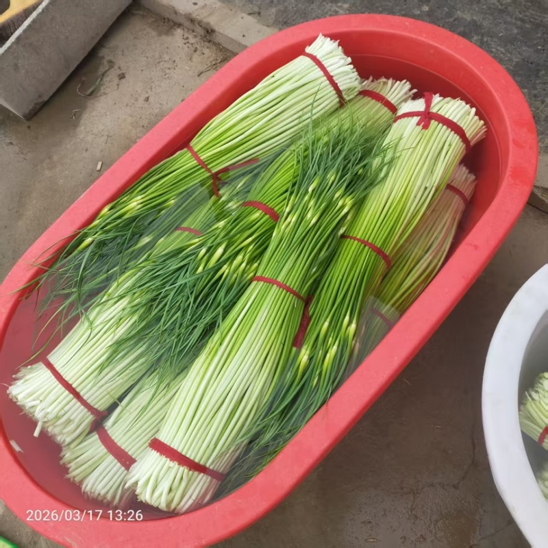 蒜苔白帽蒜薹现摘现发新鲜脆嫩产地直供欢迎来电