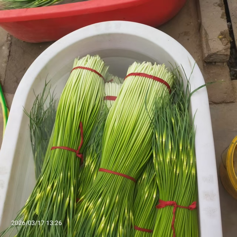 蒜苔白帽蒜薹现摘现发新鲜脆嫩产地直供欢迎来电