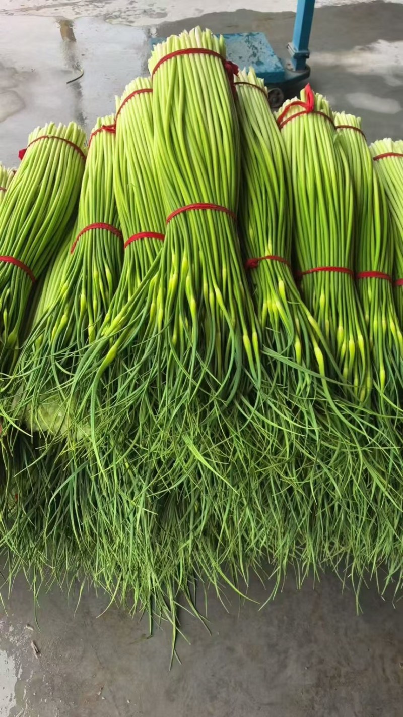 蒜苔白帽蒜薹现摘现发新鲜脆嫩产地直供欢迎来电