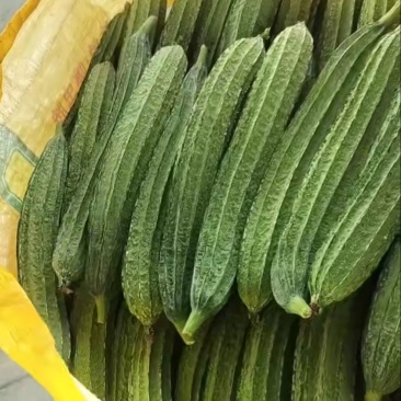 棱丝瓜大量上市现摘现发品质保证诚信经营欢迎来电洽谈