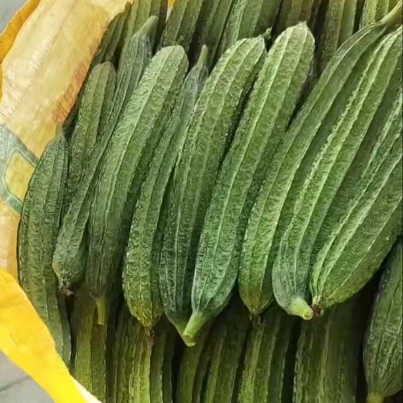 棱丝瓜大量上市现摘现发品质保证诚信经营欢迎来电洽谈