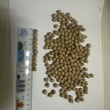 鹰嘴豆