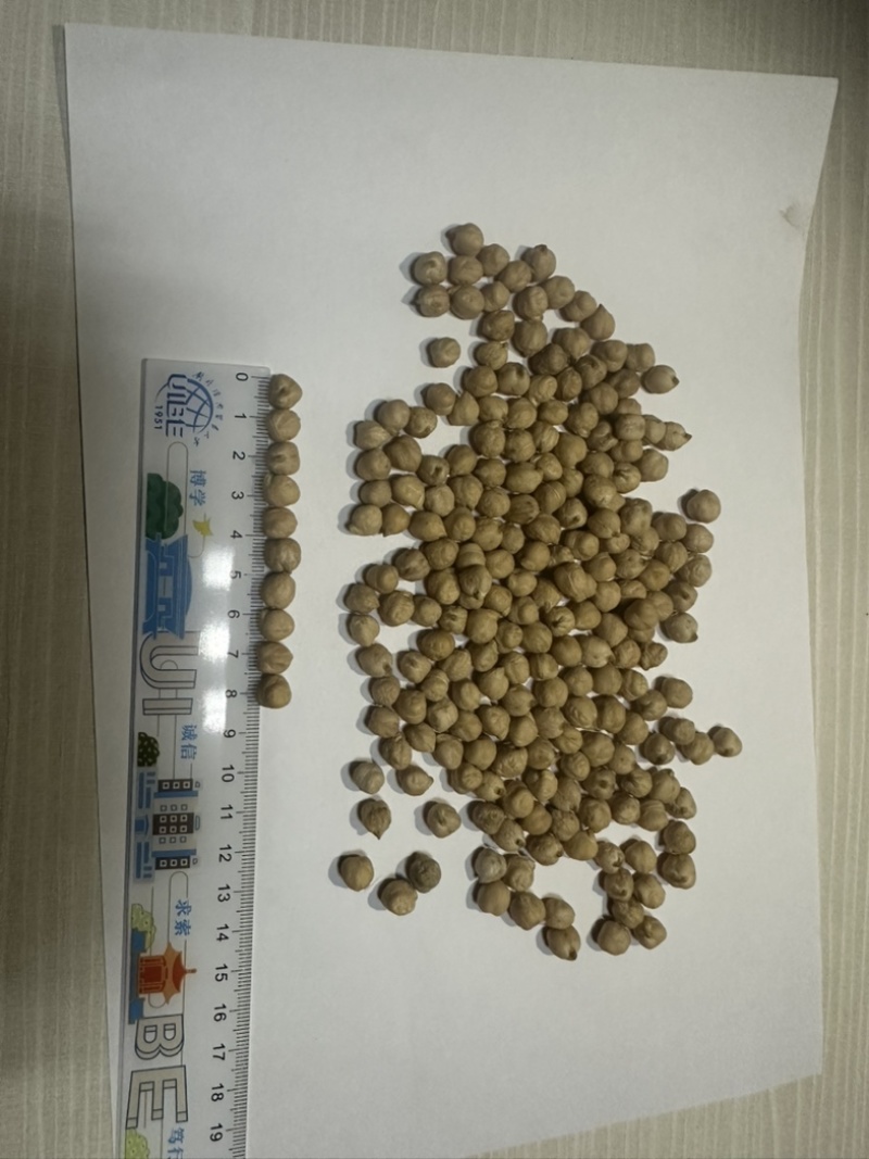 鹰嘴豆