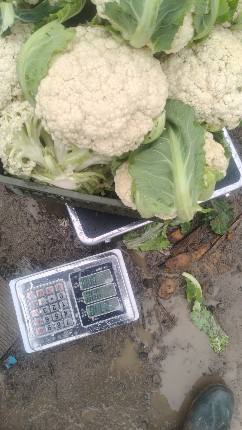 精品花菜