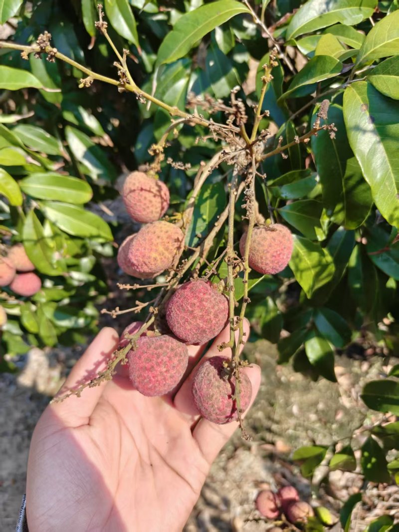 桂花香荔枝，可以一件代发，有需要可以联系我，自己家的果园