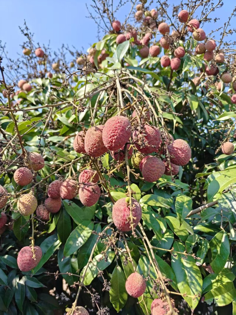 桂花香荔枝，可以一件代发，有需要可以联系我，自己家的果园