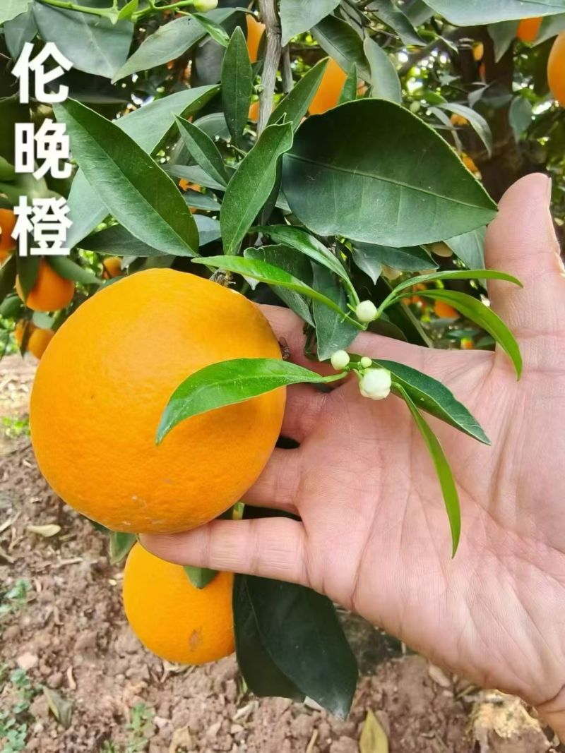 湖北脐橙伦晚脐橙货源充足价格实惠实力代发全国