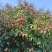 桂花香荔枝，可以一件代发，有需要可以联系我，自己家的果园
