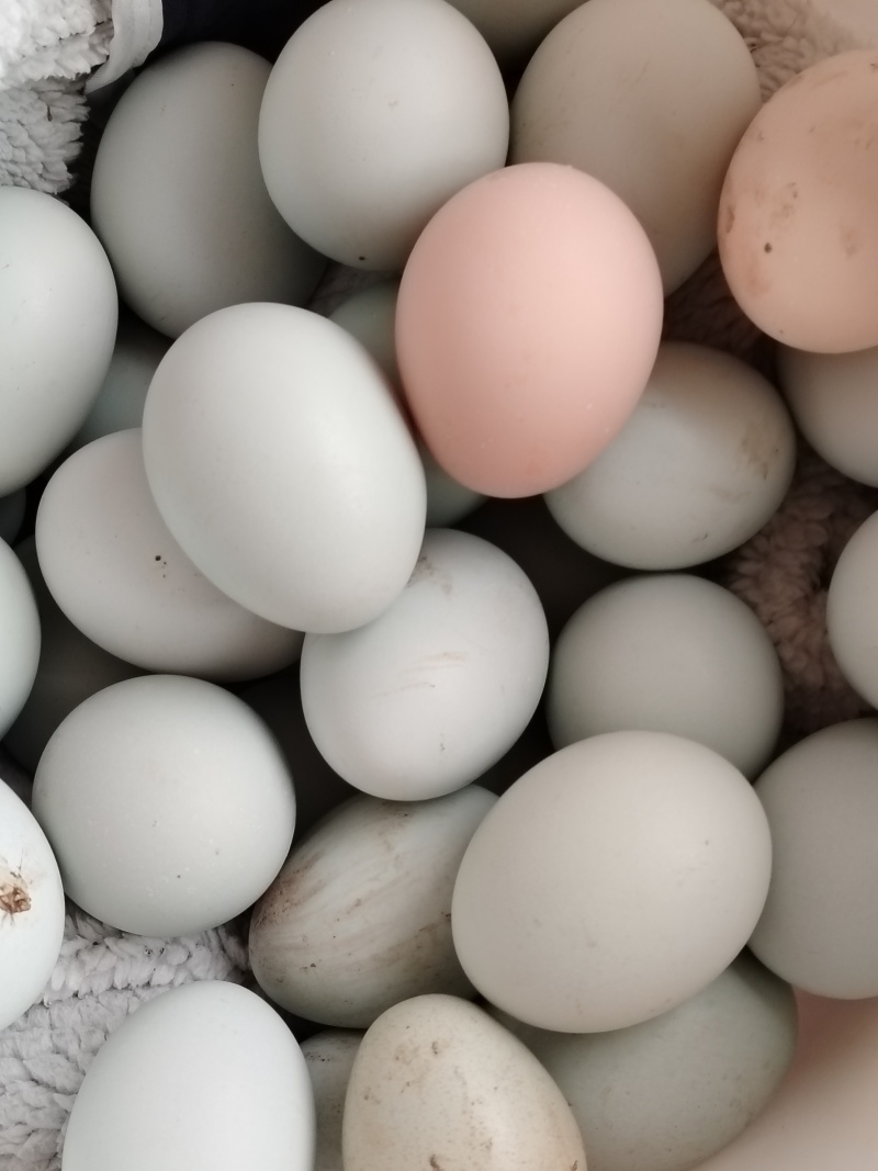 纯散养绿壳笨鸡蛋