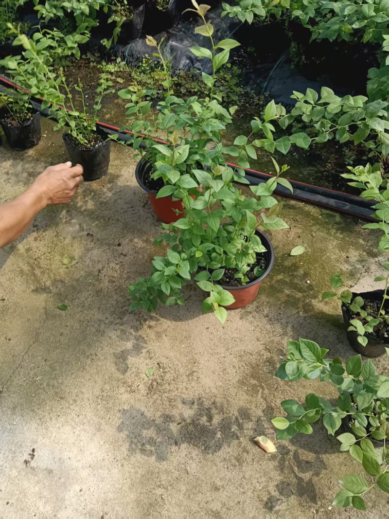 蓝莓苗品种多规格齐全薄雾蓝莓苗F6F26L25蓝莓苗