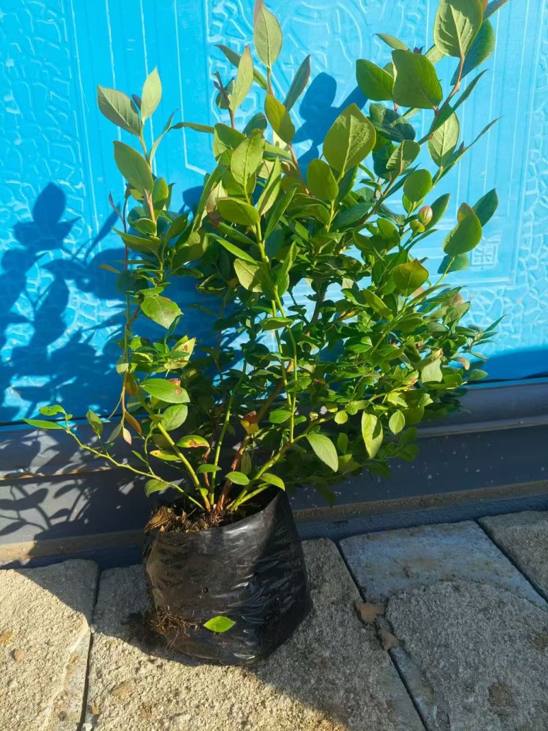 蓝莓苗品种多规格齐全薄雾蓝莓苗F6F26L25蓝莓苗