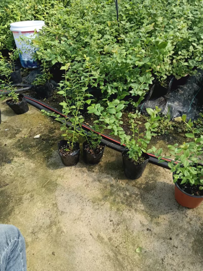 蓝莓苗品种多规格齐全薄雾蓝莓苗F6F26L25蓝莓苗
