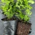蓝莓苗品种多规格齐全薄雾蓝莓苗F6F26L25蓝莓苗