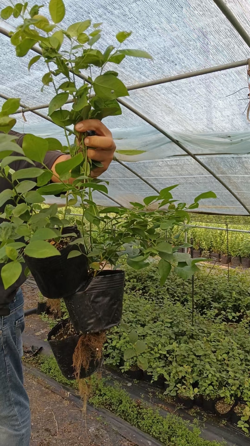 蓝莓苗品种多规格齐全薄雾蓝莓苗F6F26L25蓝莓苗
